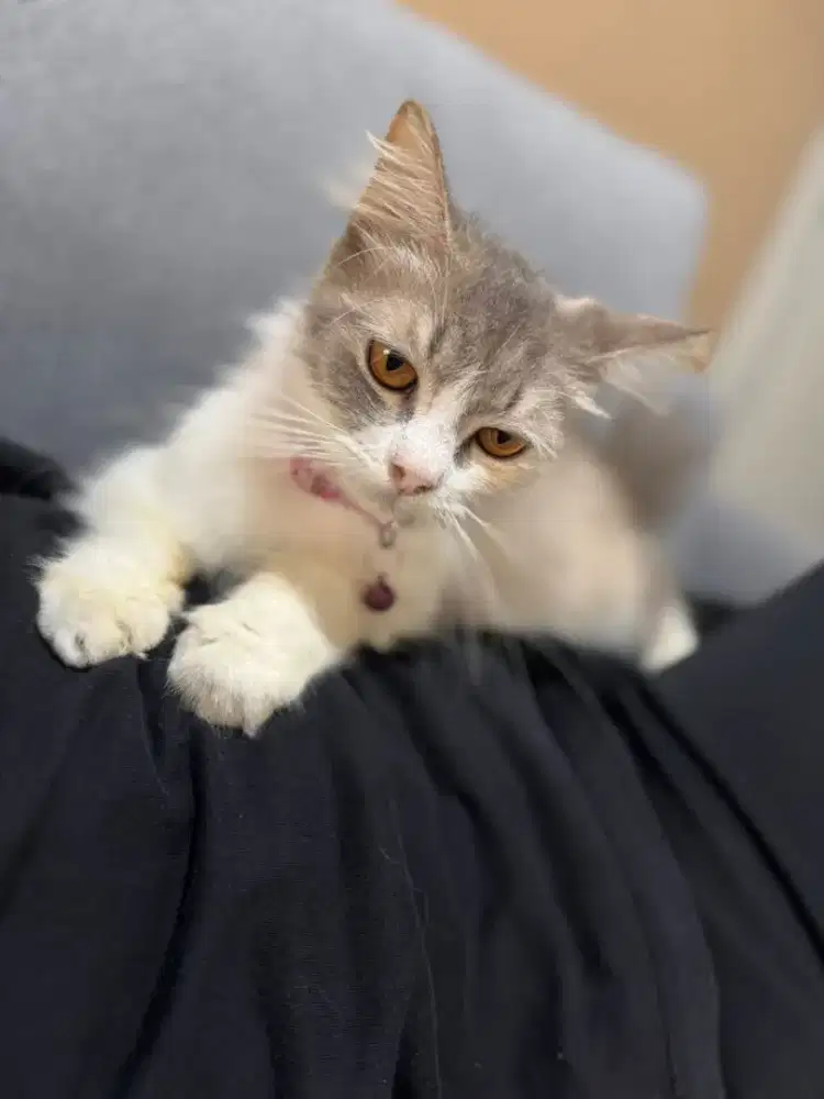 Persia calico betina