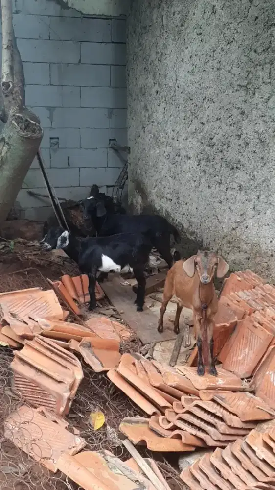 KAMBING KACANG RANDU BETINA