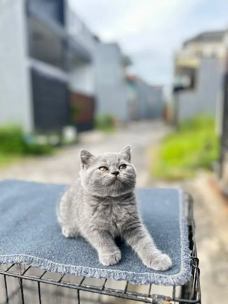 British shorthair / BSH betina super gembul, pipi tembem