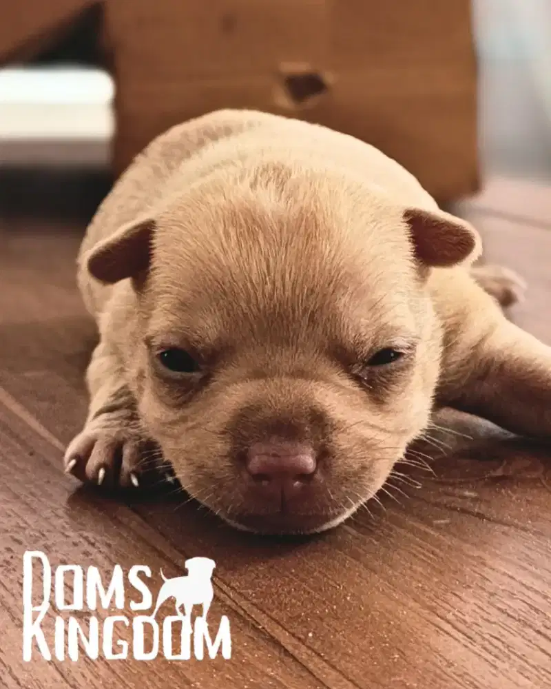 ANAK ANJING PITBULL , OPEN BOOKING, BLOODLINETOP