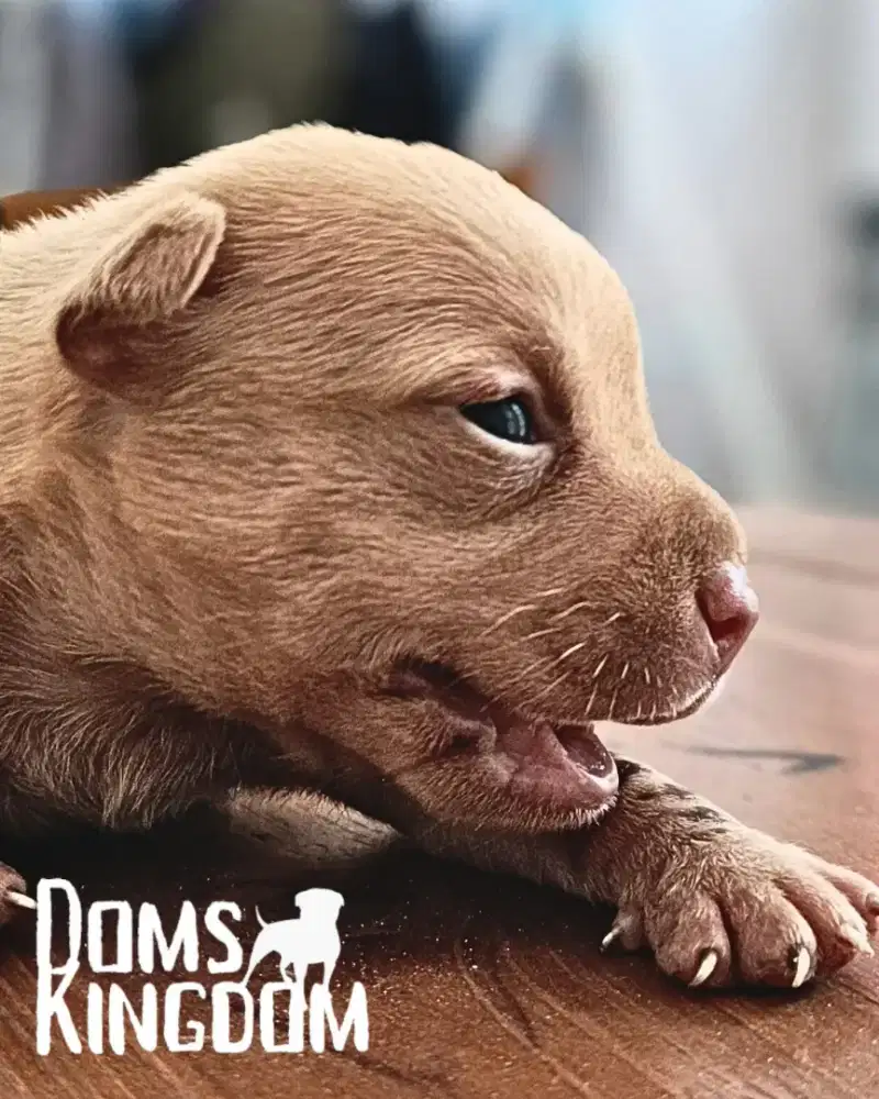 ANAK ANJING PITBULL , OPEN BOOKING, BLOODLINETOP