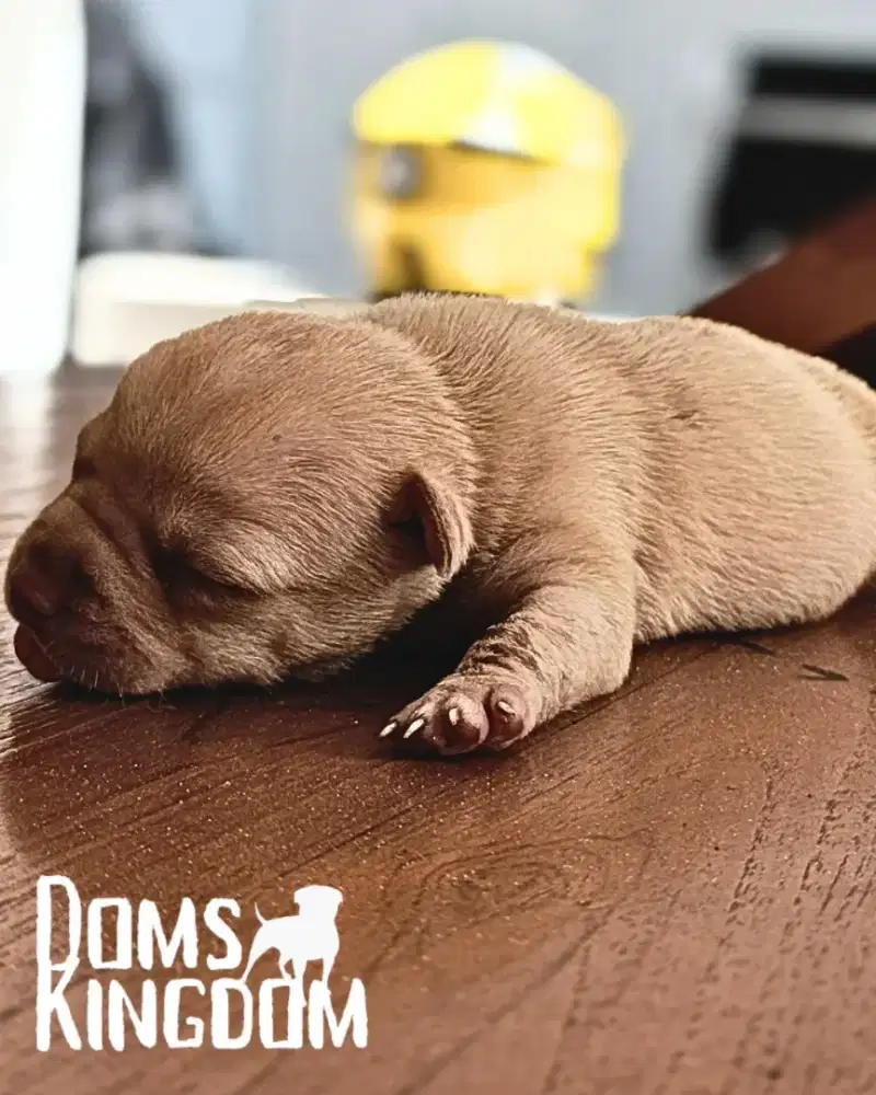 ANAK ANJING PITBULL , OPEN BOOKING, BLOODLINETOP