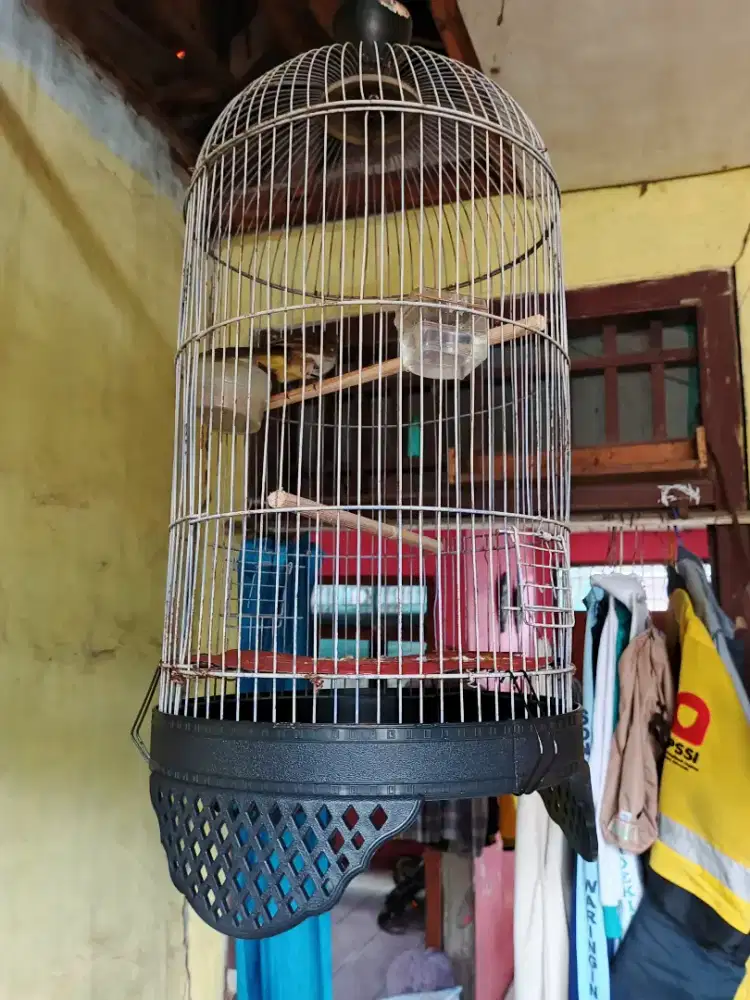 Burung trucuk fullset kandang LB