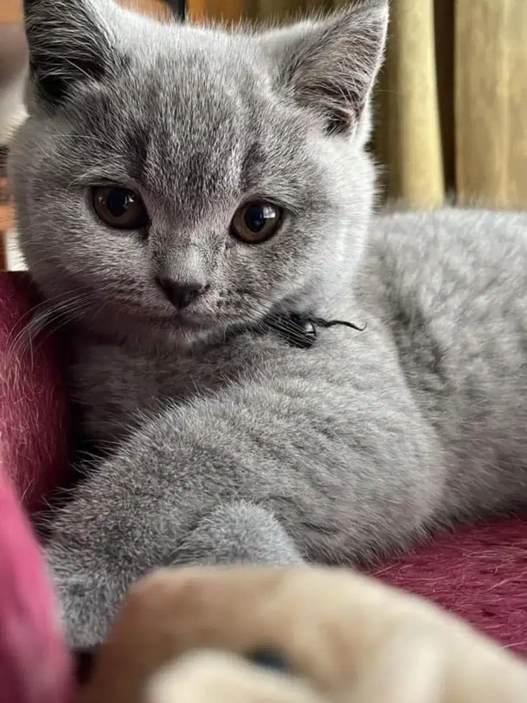 BSH BETINA USIA 2 BULAN, good kualiti