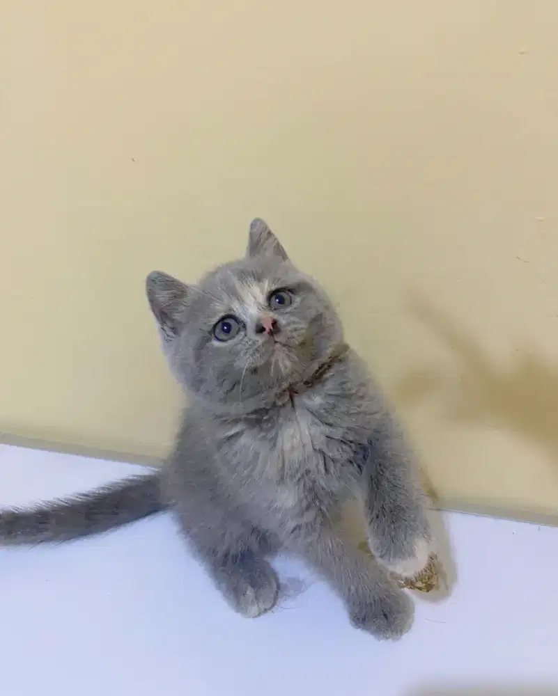 BRITISH SHORTHAIR/BSH