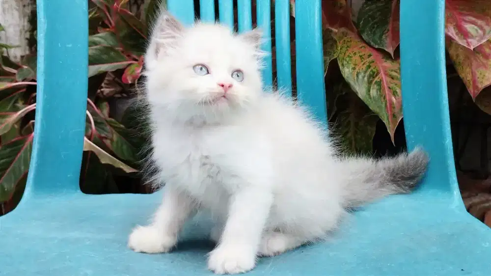 Kucing persia kitten