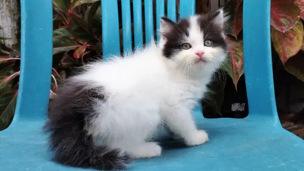 Kucing persia kitten