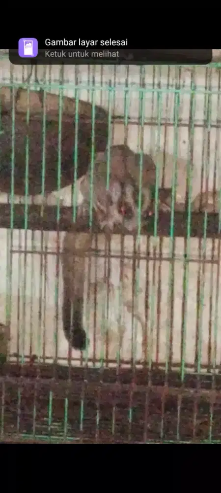 Sugar Glider CG Morph