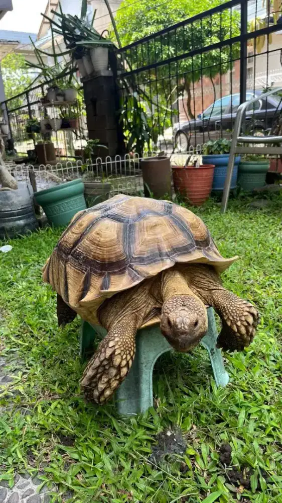 Kura sulcata jantan