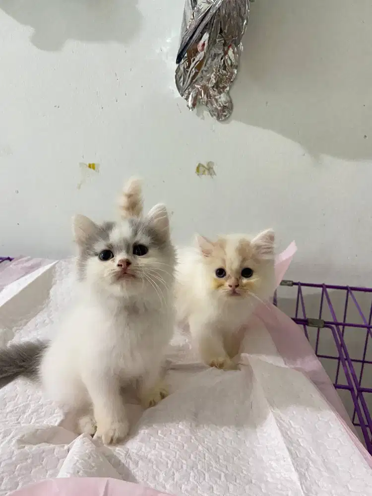 Kucing persia longhair