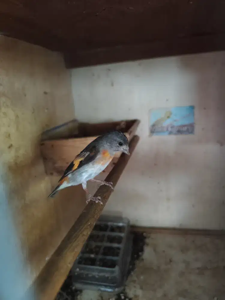 Red Siskin Classic Betina