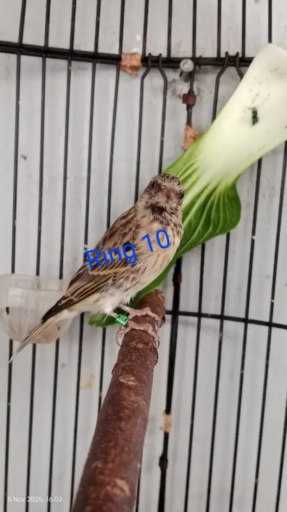 Burung Blakstrout PAUD jangan garansi