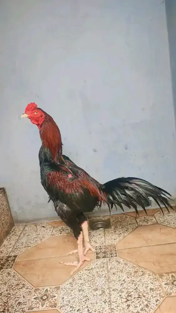 Ayam Muda trah Jelas