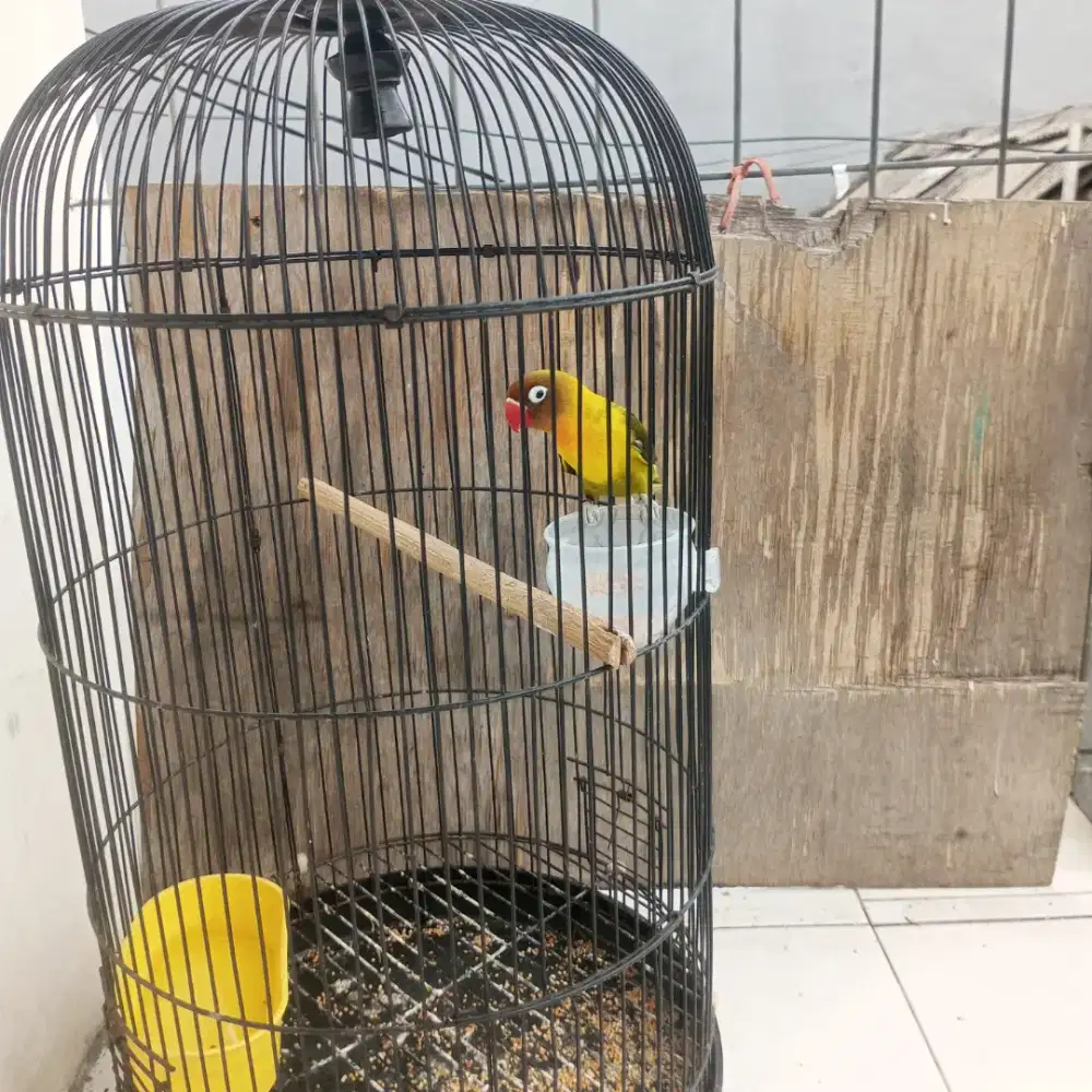 Lovebird olive jantan dewasa