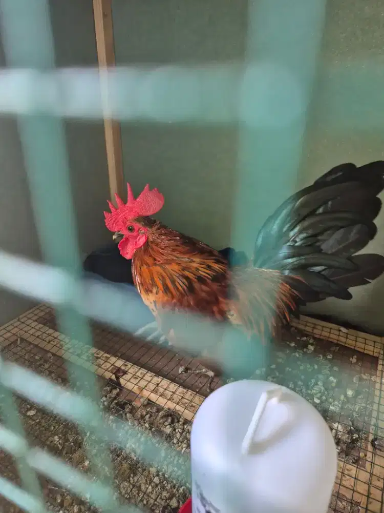 Ayam kate pejantan tangguh