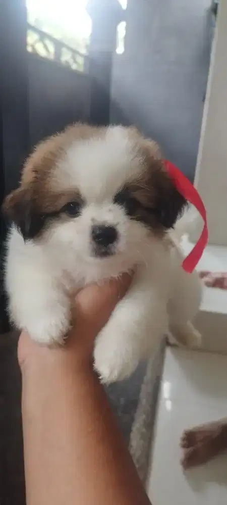 anjing pom imut