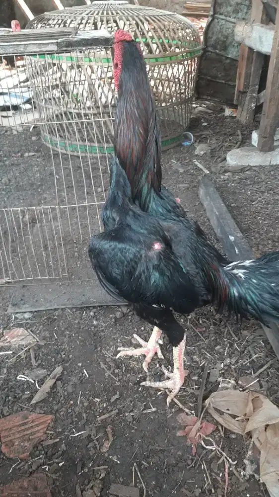 Ayam bangkok umur 9 bulan