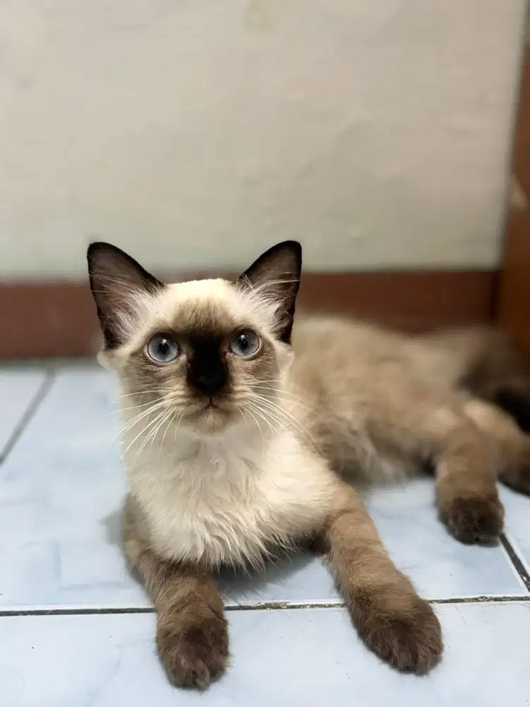 Tukar Pakan Kucing Himalaya