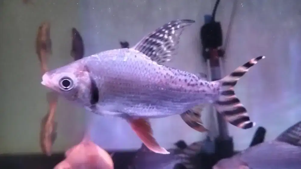 Red feifeng long fin