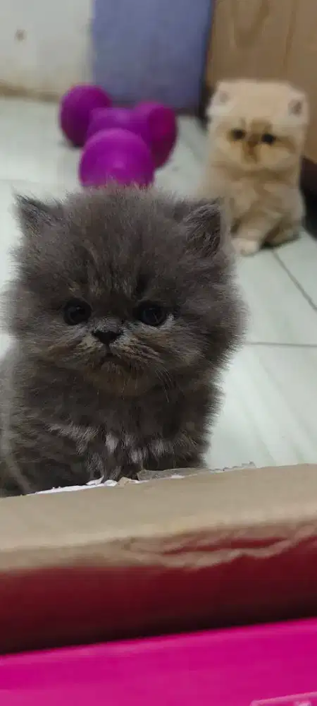 Kitten kucing persia flatnose kucing anak kucing kitten persia