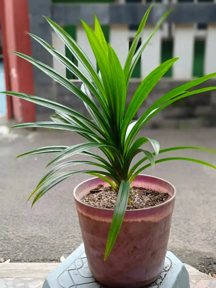 Tanaman Pandan Wangi Subur