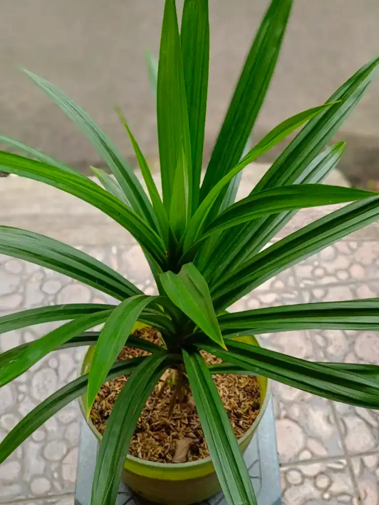 Pandan Wangi Lebat dan Subur