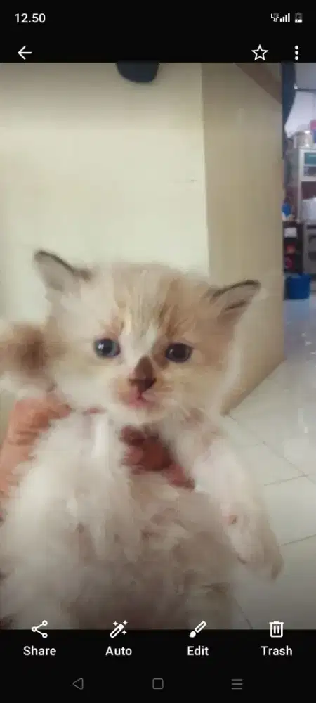 Kiten himalaya umur 3 bln .jantan yh