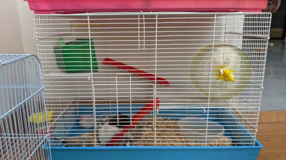 JUAL PAKET HAMSTER SYRIAN + 2 KANDANG LENGKAP (SIAP PAKAI)