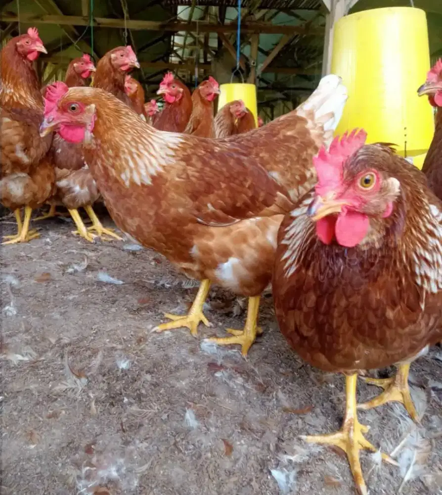 AYAM PETELUR JENIS LOHMAN USIA 23 MINGGU