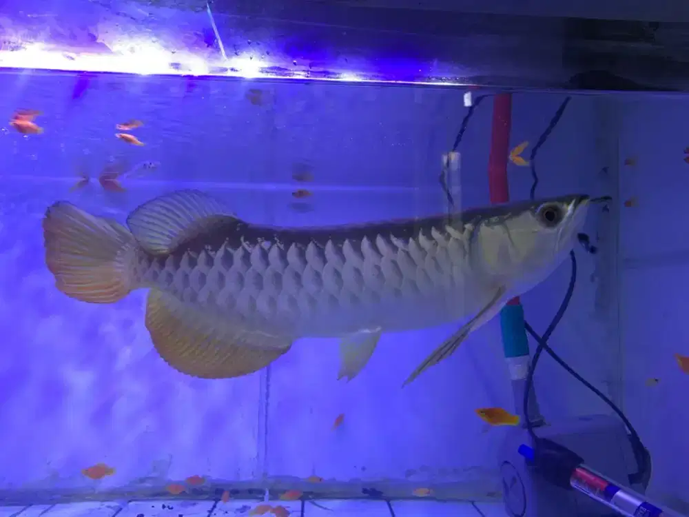 Ikan arwana golden blue base 30cm
