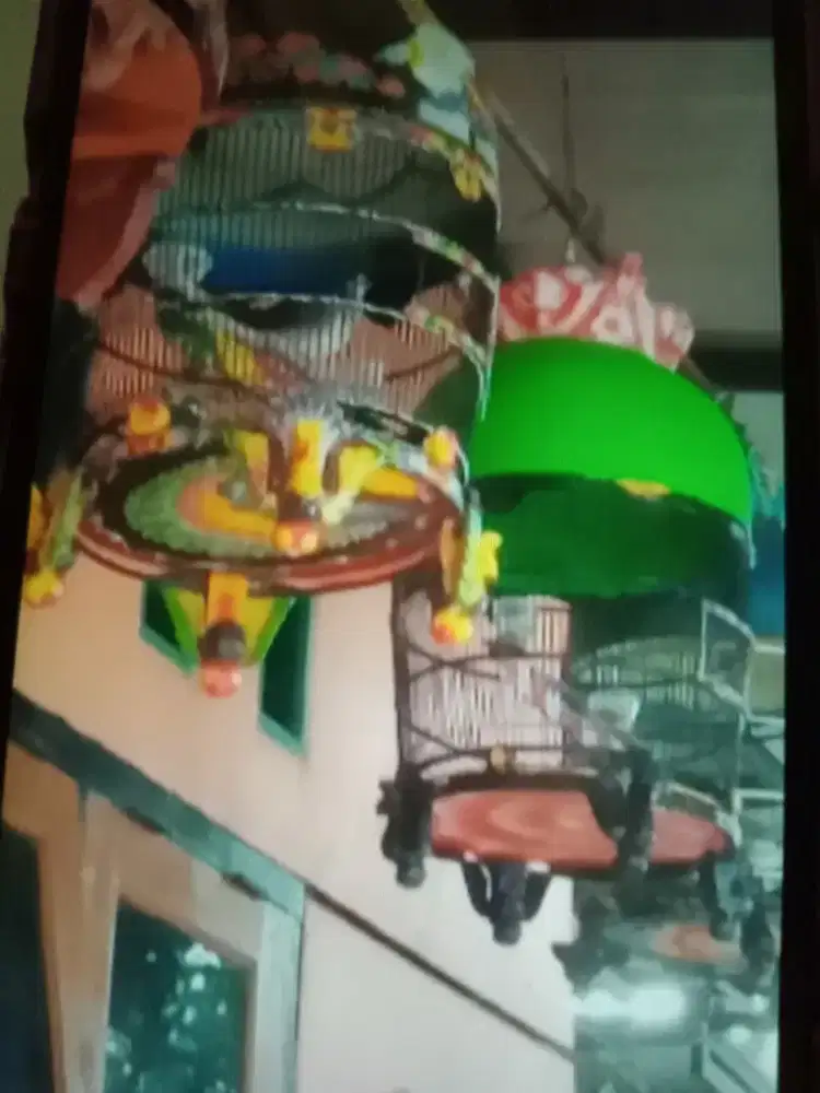 Perkutut Bangkok Bakalan Lomba