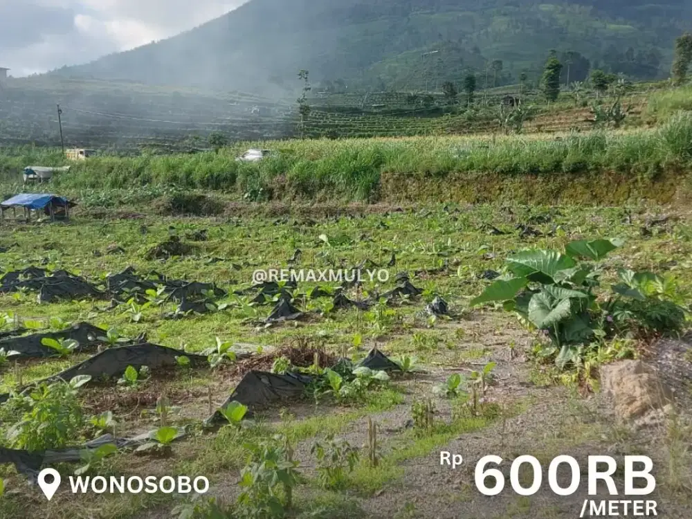 Dijual Tanah Daerah Wisata Kebun Teh Area Wonosobo