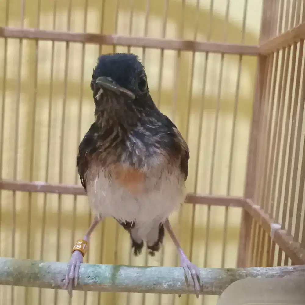 Trotolan murai medan