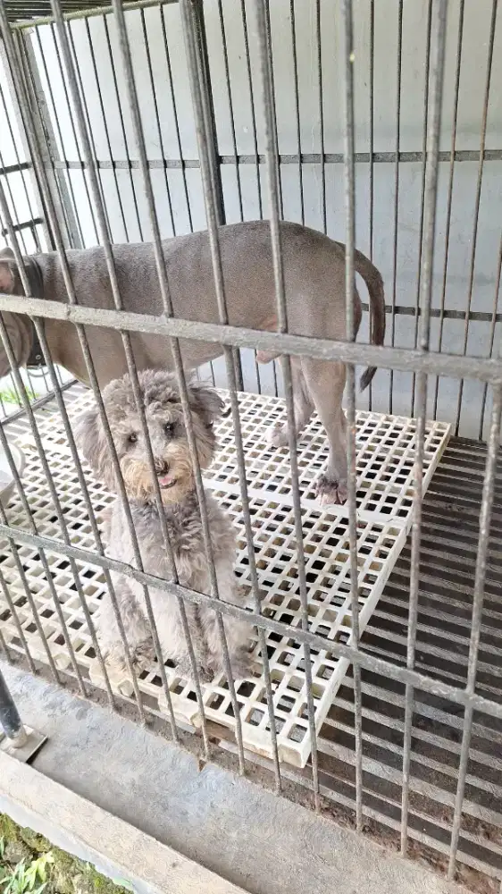 Dijual murah toy poodle Silver jantan anakan 5 bulan free kandang