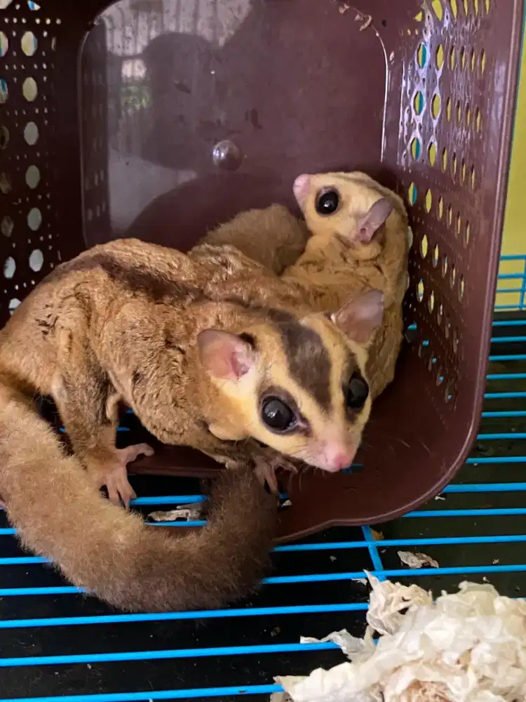 Sugar glider caramel  bagus