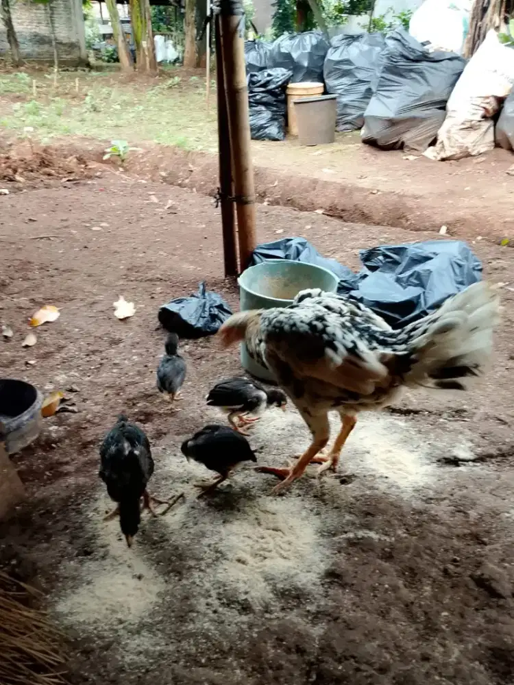 Indukan ayam bangkok