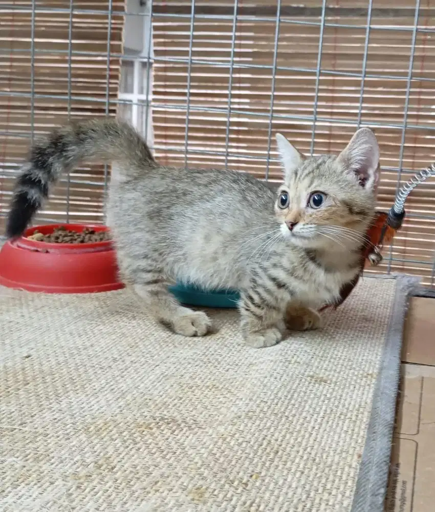 BSH Munchkin Golden Tabby