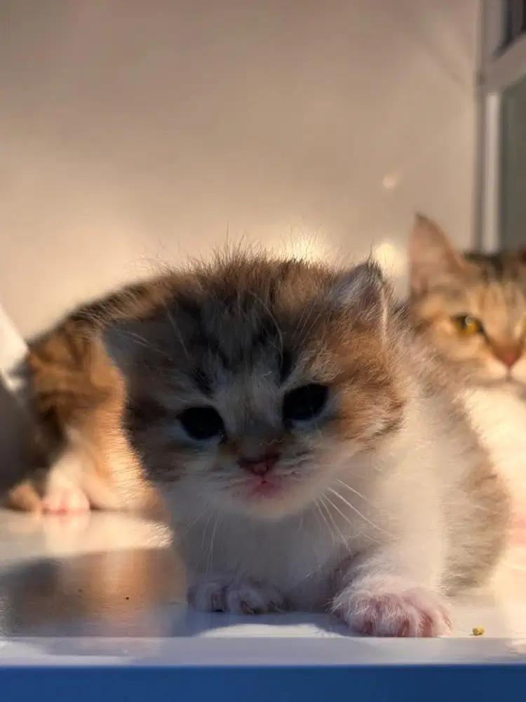 Open Booking BSH Munchkin