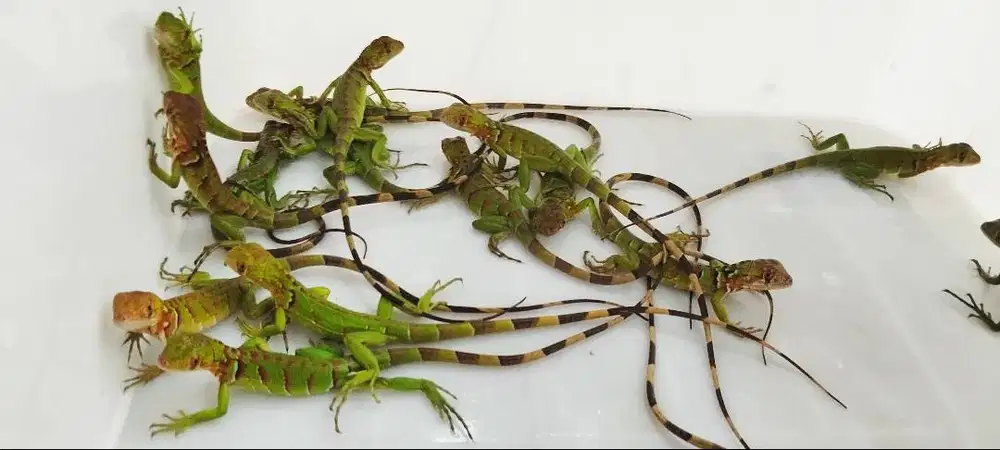 Ready for sale baby Iguana