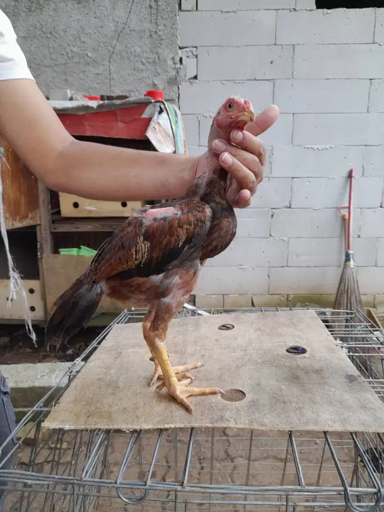 2 Anak Ayam Umur 2 Bulan (1 Pasang, beda Induk) 300.000, keturunan Pak