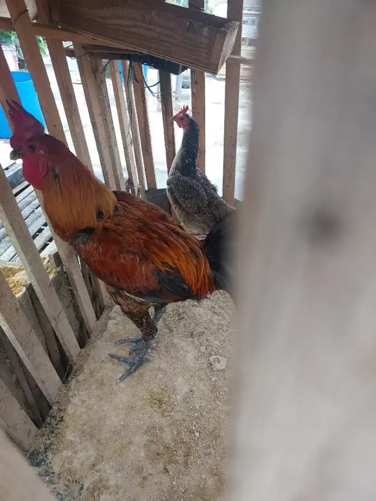 Ayam pelung / bangkok sepasang