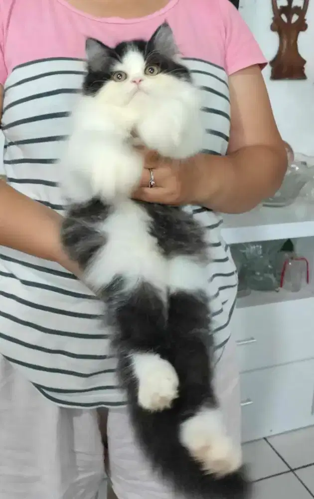 Kucing Lucu Kek Boneka.