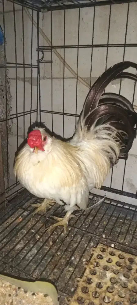 Ayam 3 jantan beberapa ras