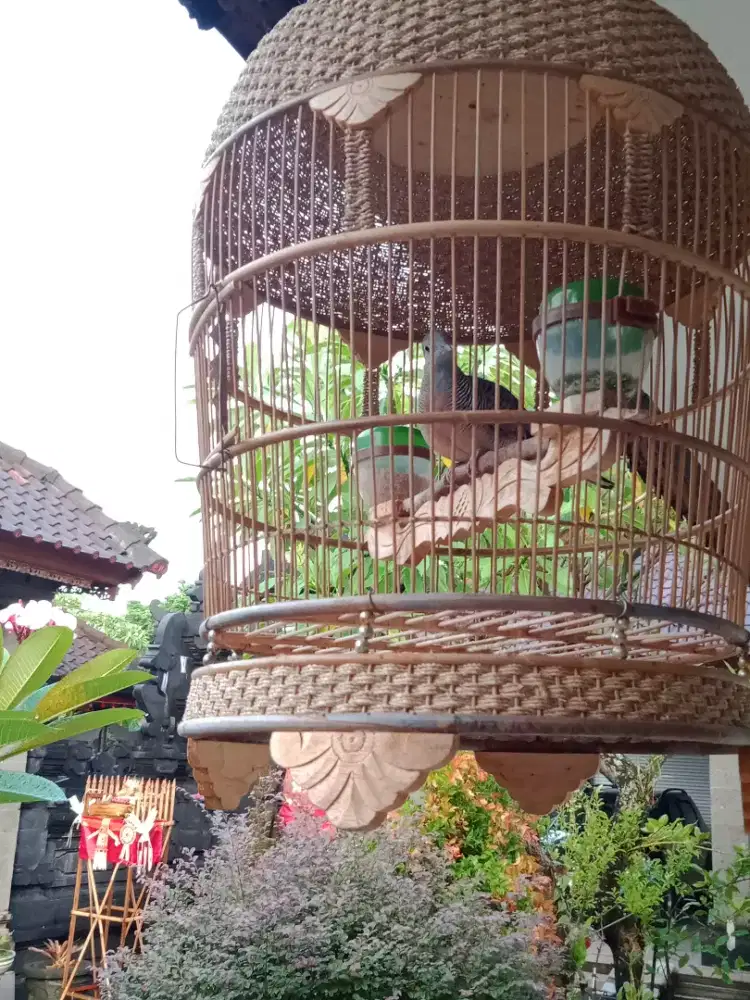 Jual burung perkutut bangkok