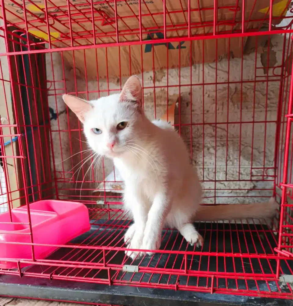 Kucing Odd eye jantan 6 bulan