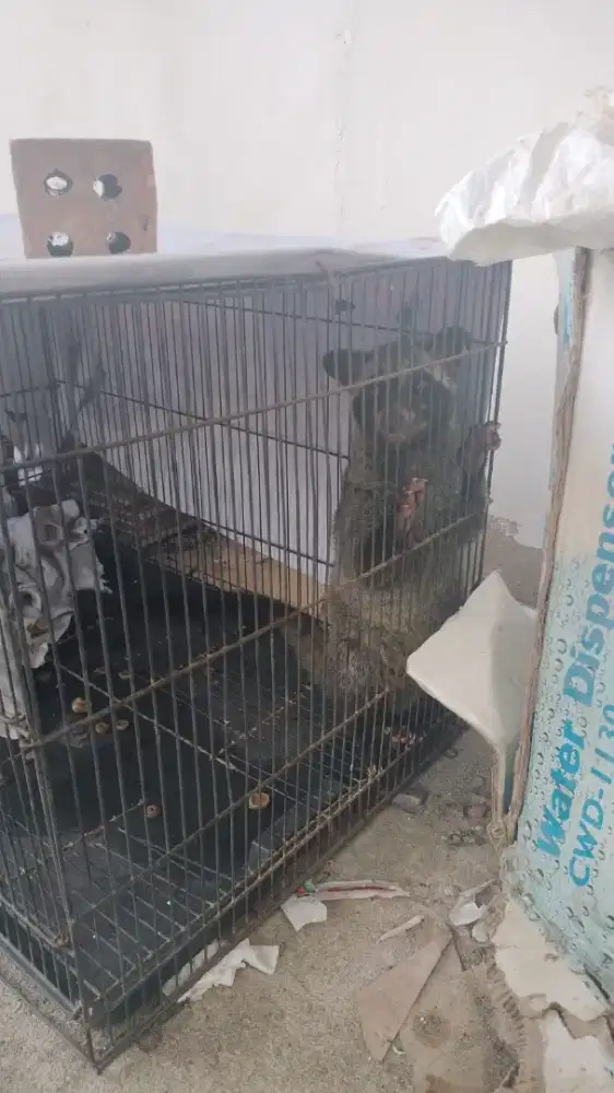 Musang pandan plus kandang