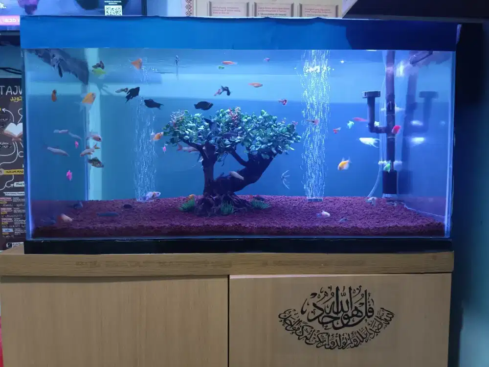 Dijual Cepat Aquarium ukuran 70 cm dan pohon nya