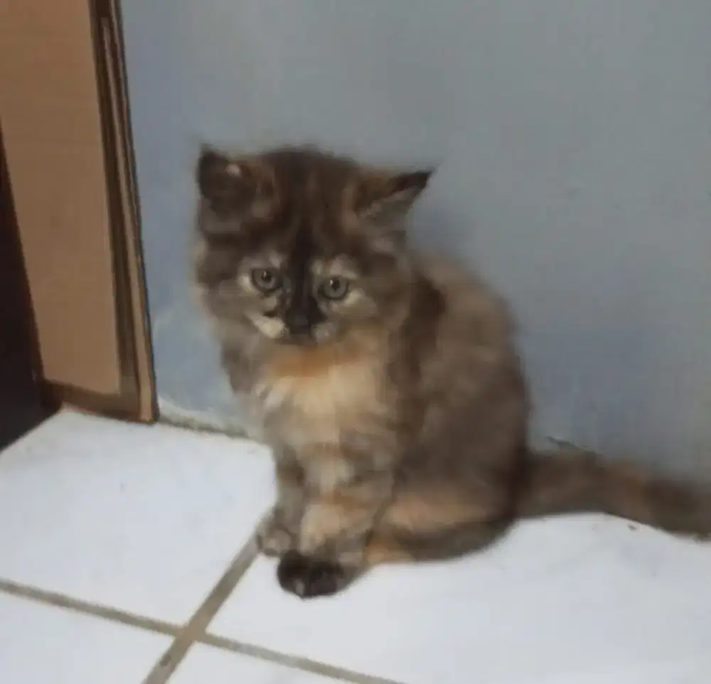 Kucing persia kitten