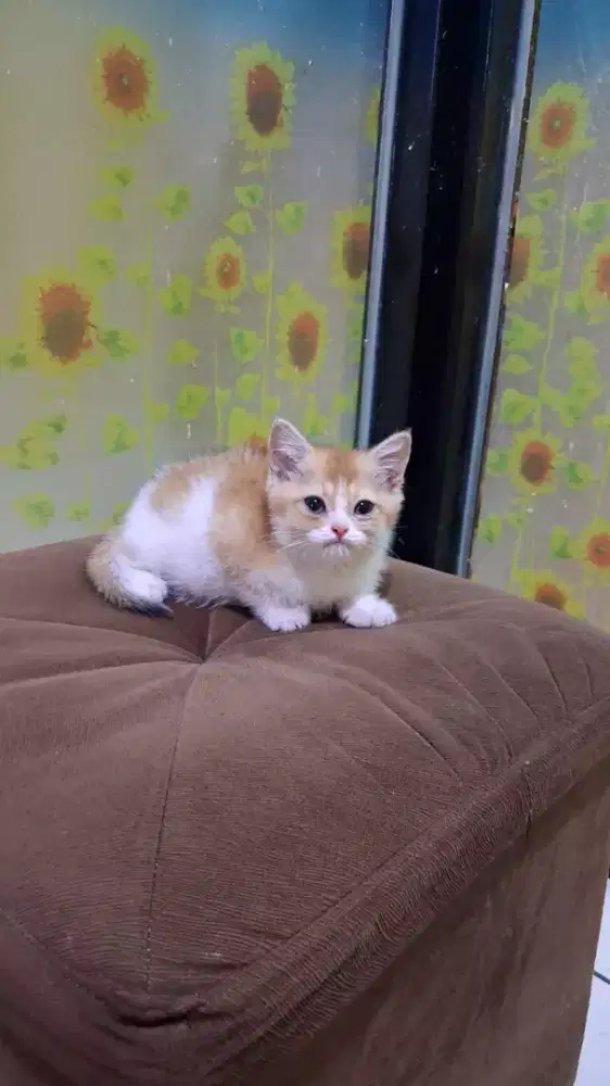 BSH Bico Golden NY11 NS Betina