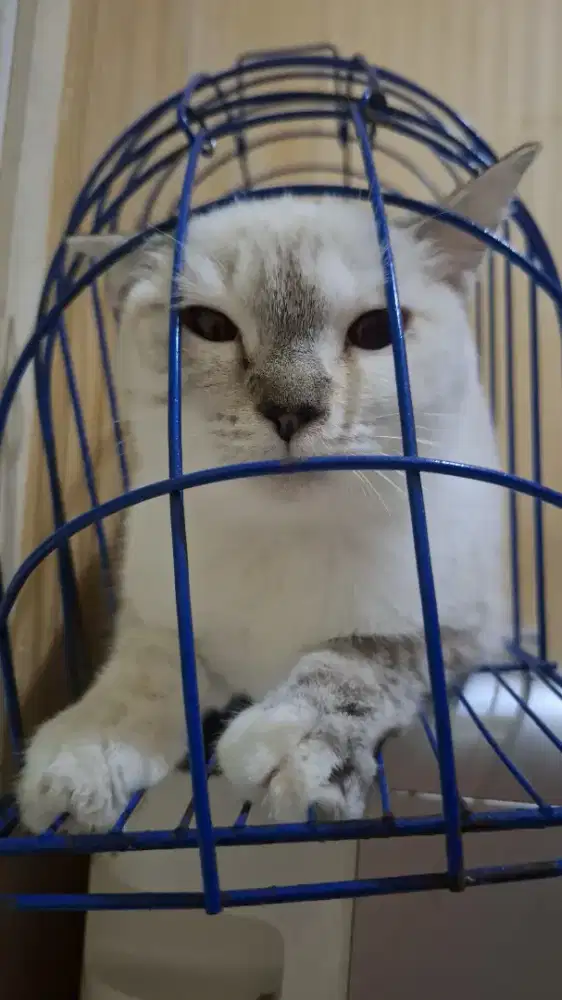 Open adopsi betina umur 2 tahun